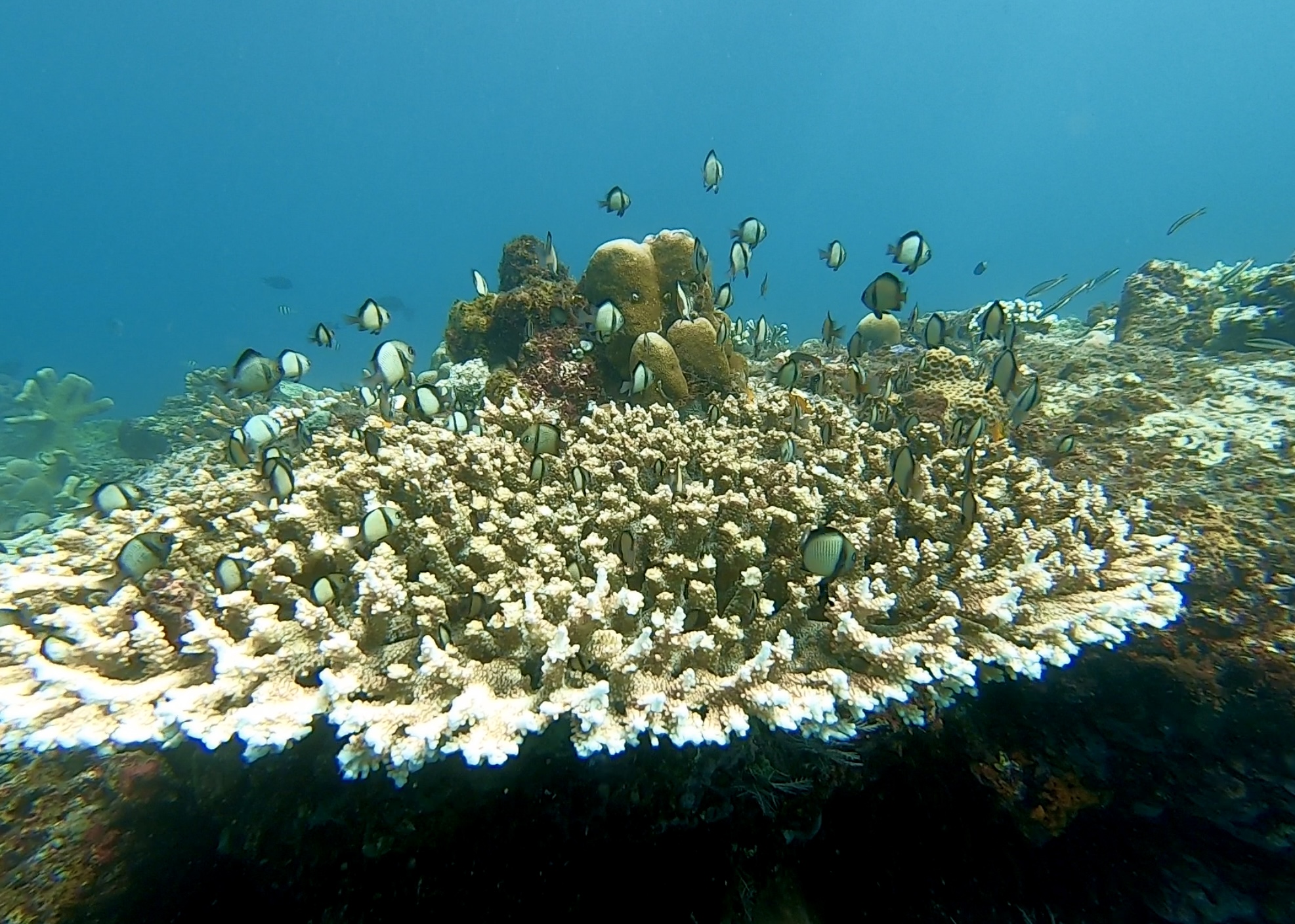 Kima Snorkeling