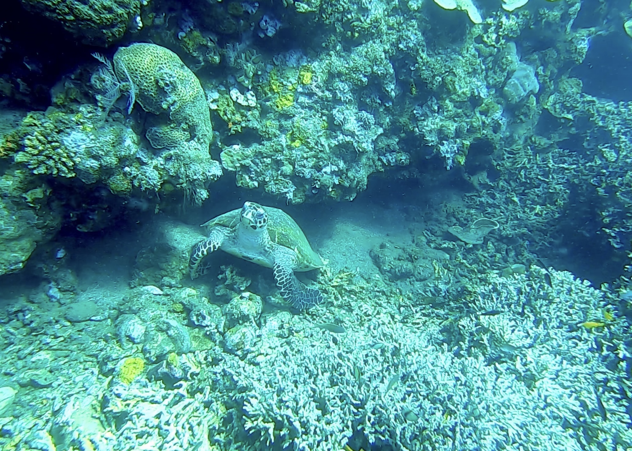 Kima Snorkeling detail 1